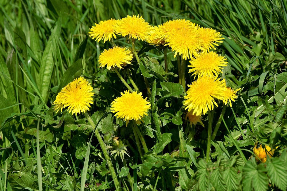 SAFLAX - BIO - Pissenlit - 400 graines - Taraxacum officinale