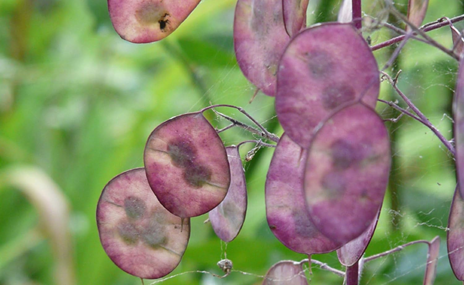 25 graines pour papes - Plante à fleurs de jardin antique - Graines reproductibles pour les agriculteurs, semi-sauvages