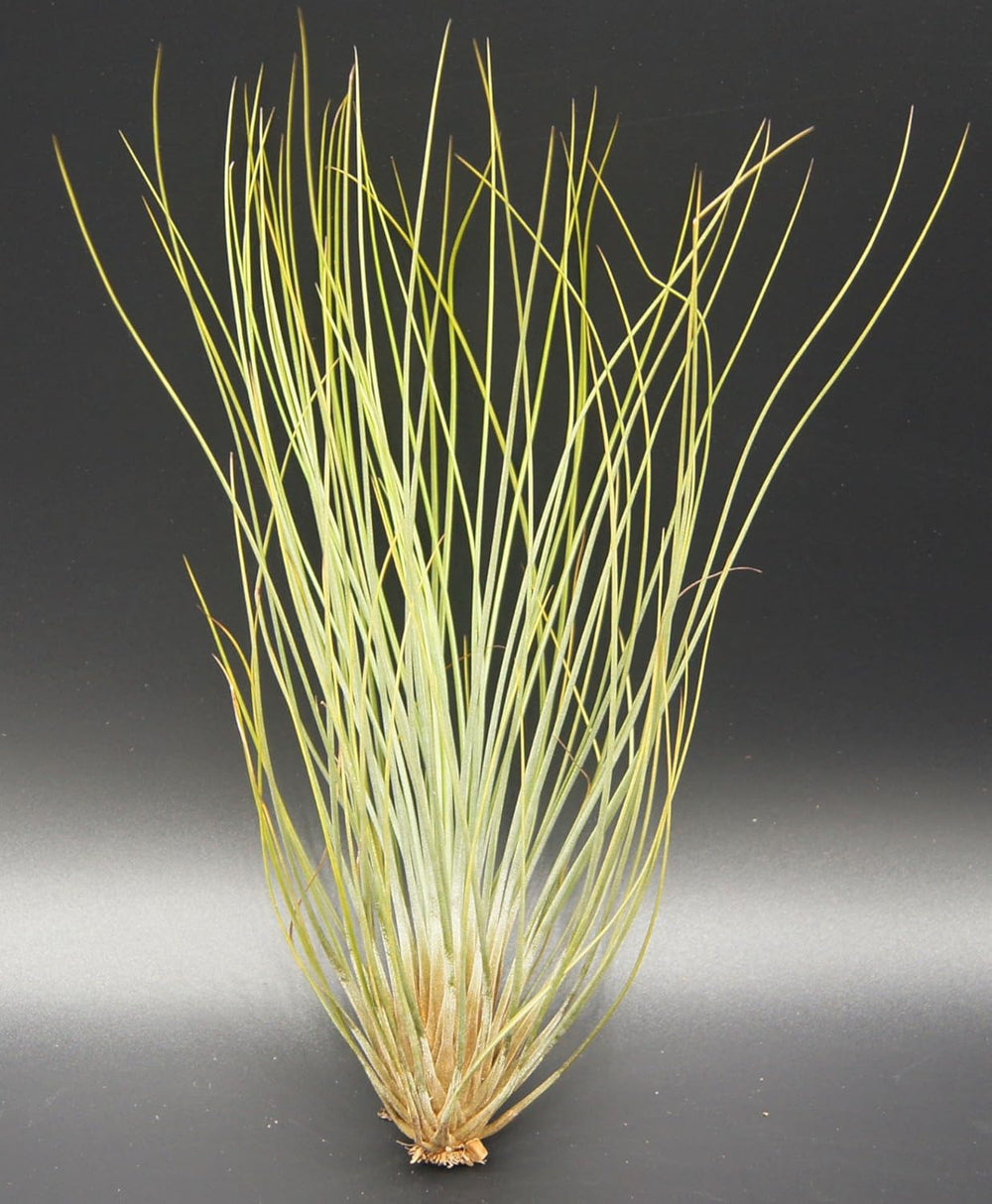 Tillandsien, Tillandsia Festucoides, Bromeliengewächs