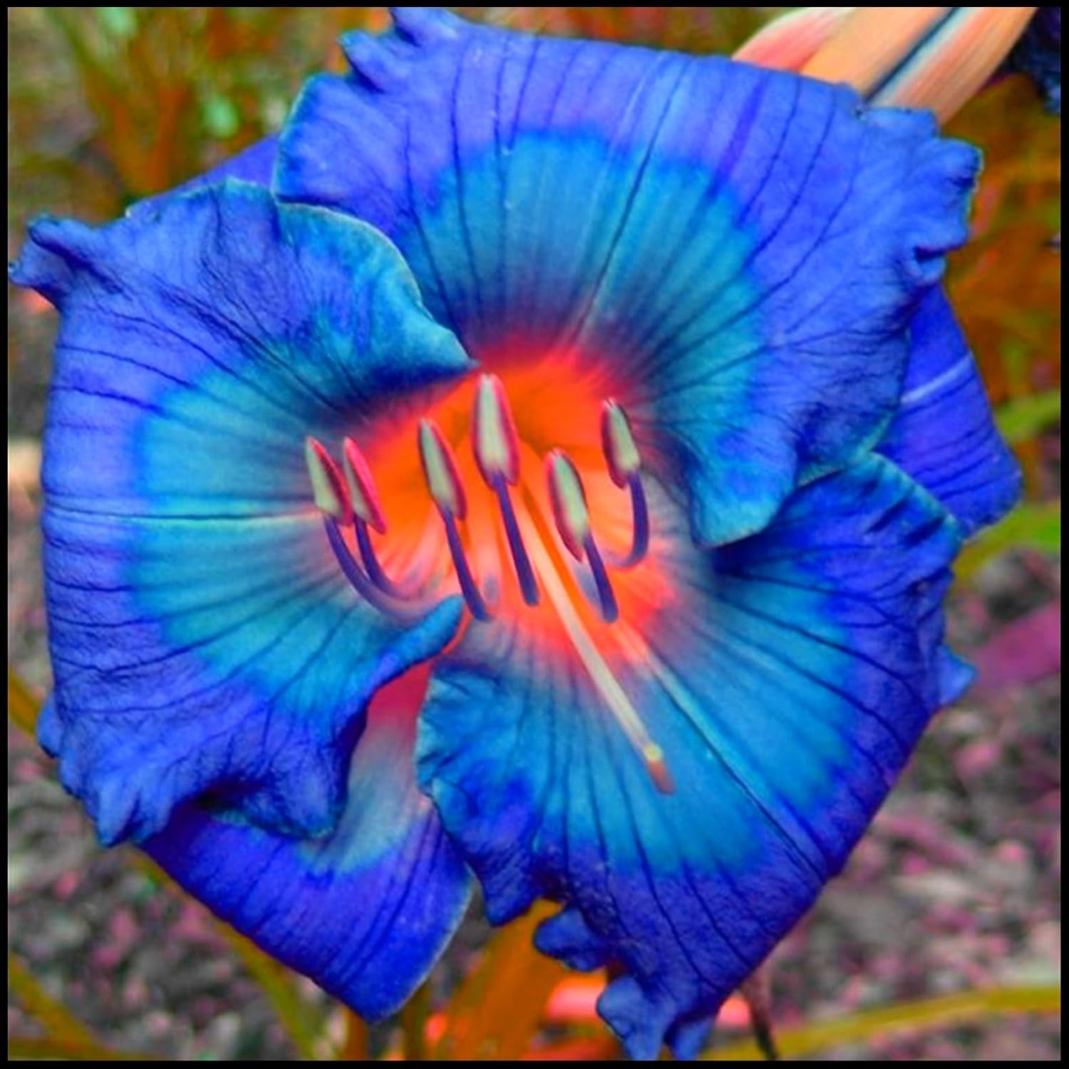 Mélange de bulbes de fleurs, ampoule magique mystère, plantation rustique, bulbe de fleurs vivaces résistant à l’hiver, bulbes rustiques - 3 bulbes d’orchidées