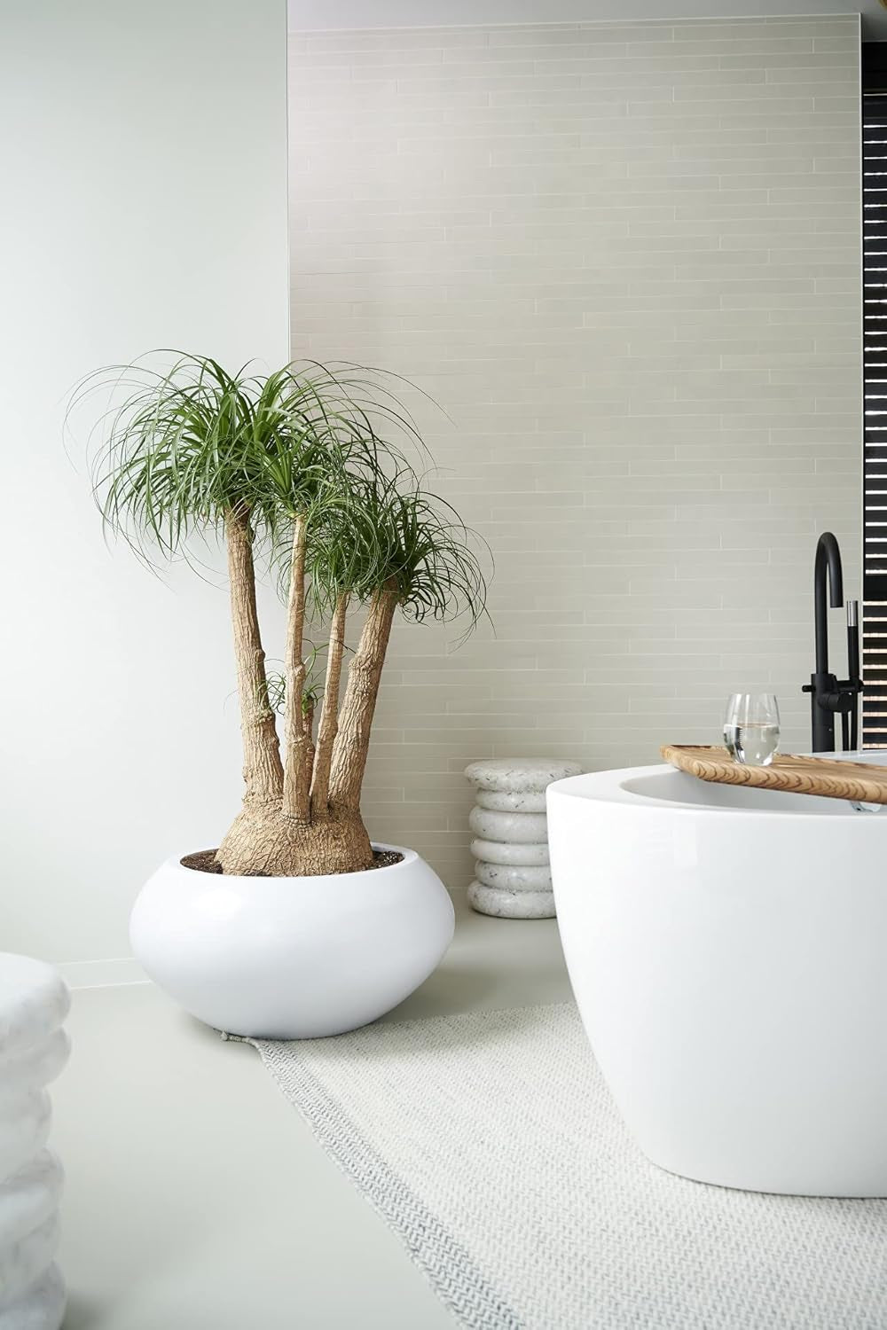 Bloomique - Beaucarnea Recurvata - Elefantenfuß - Zimmerpflanzen - Luftreinigend - Tierfreundlich - Pflegeleicht - 70-90 Cm Hoch - Topf 24 Cm