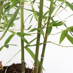 KENTIS - Bambusa Aurea Mit Jutedekoration Für Vase - Bambus Pflanze - Echte Winterharte Pflanzen Für Garten - Balkon Pflanze - Hoch 170-200 Cm Topf Ø 24 Cm