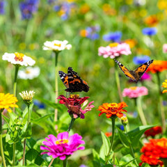 Danke Blumensamen Als Gastgeschenk (10Er Set Samenbomben) - Kleine Dankeschön Geschenke Als Mitgebsel - Blumenmurmeln Als Kleinigkeit Für Kollegen, Kinder Und Erwachsene