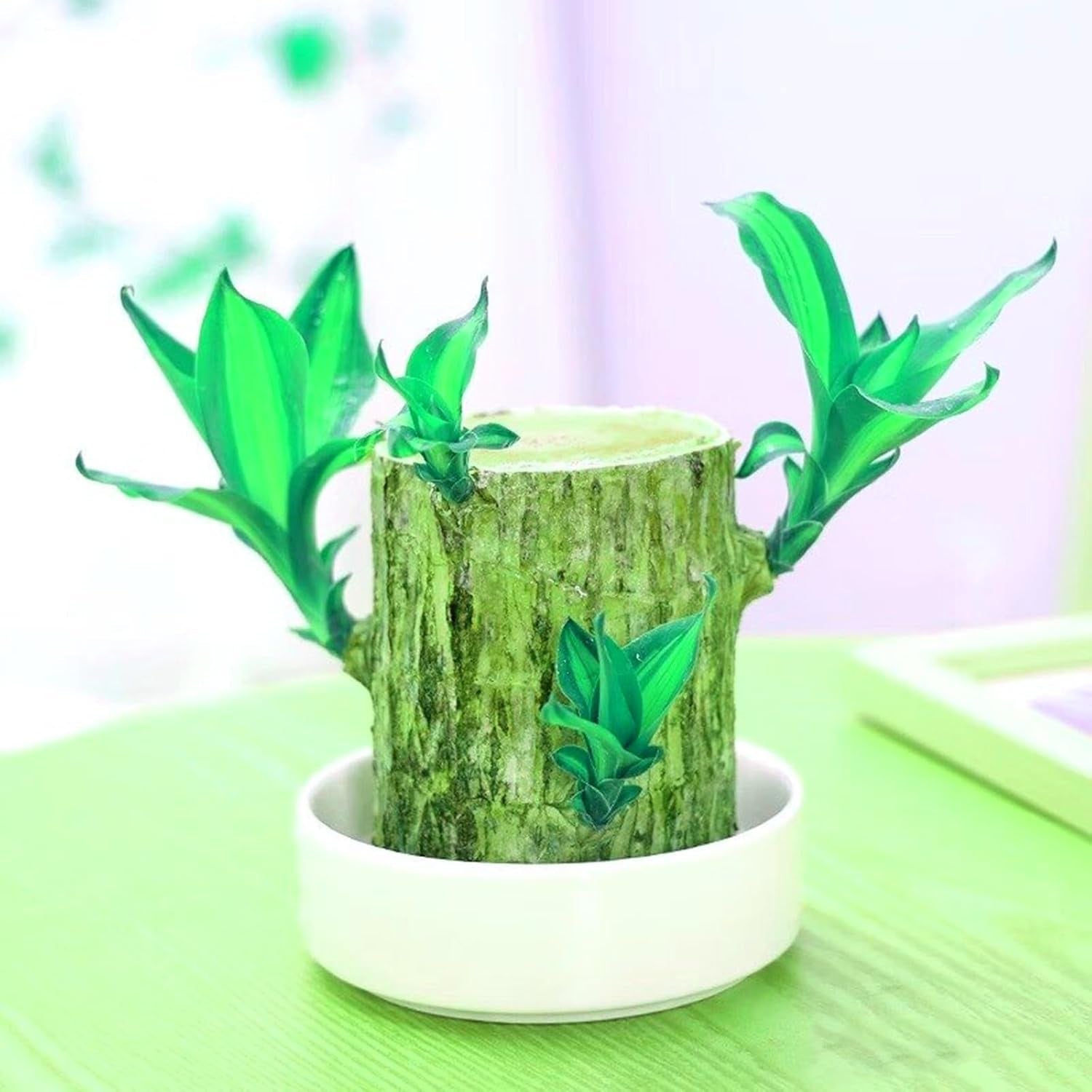 Mélange de bulbes de fleurs, ampoule magique mystère, plantation rustique, bulbe de fleurs vivaces résistant à l’hiver, bulbes rustiques - 3 bulbes d’orchidées