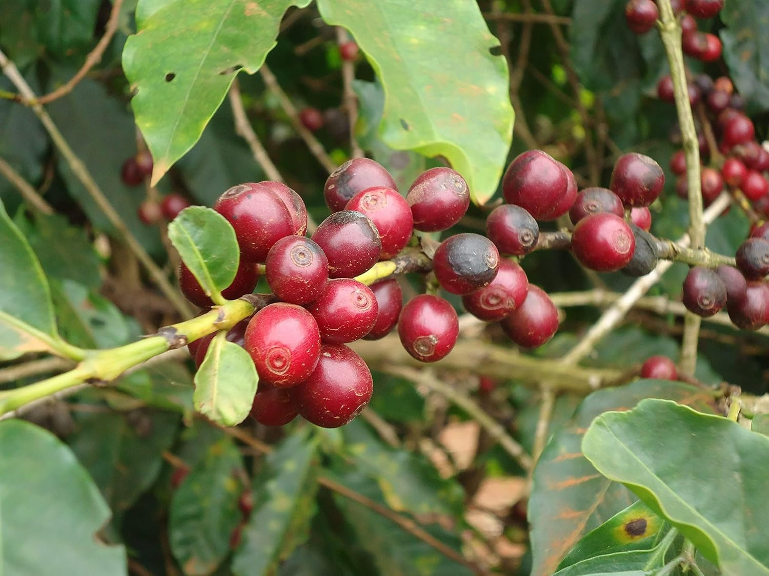 CAFES GUILIS DESDE 1928 AMANTES DEL CAFE Kaffee Natural Gold Bohne West Polish 1 kg
