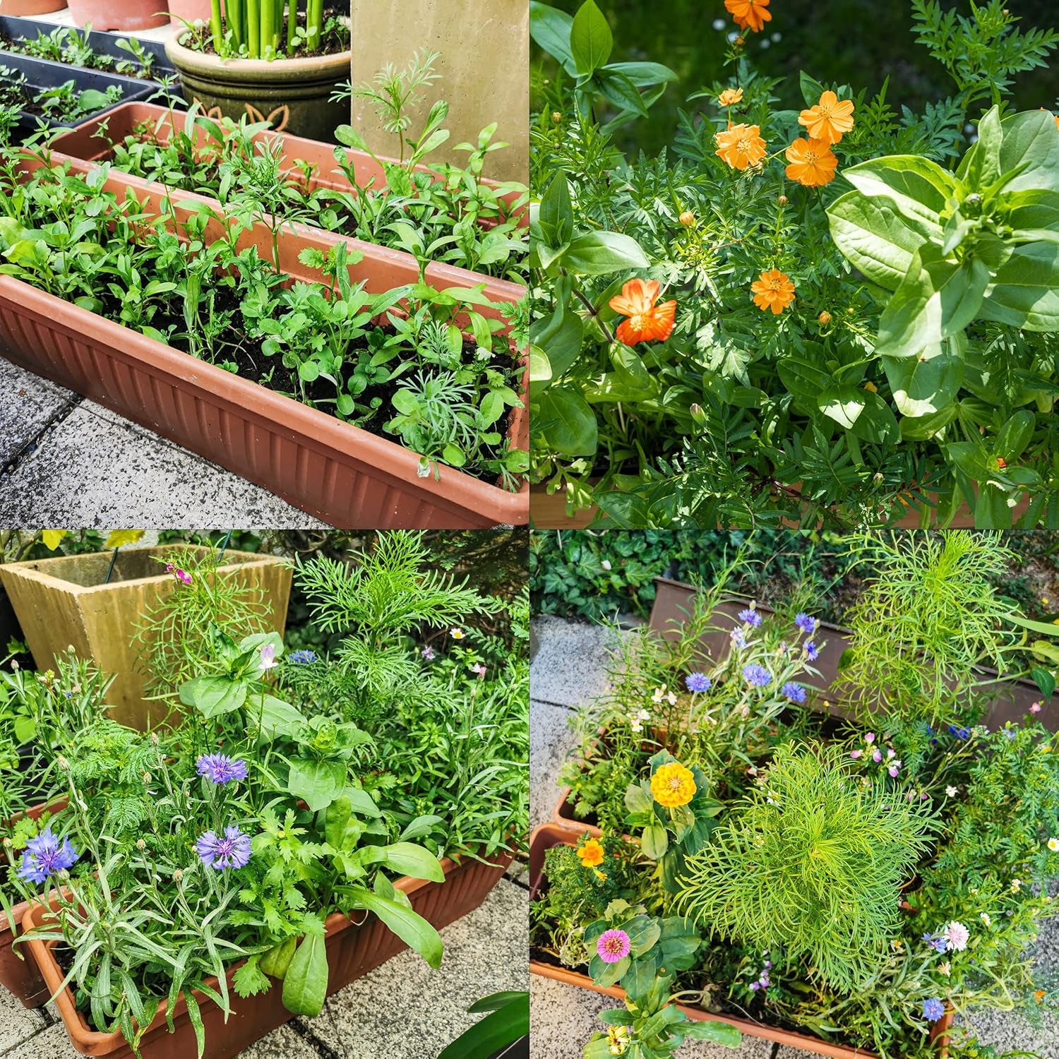 Mélange de fleurs de balcon coloré – 2 tapis de graines de fleurs de balcon de qualité supérieure, faciles à cultiver, fleurs d'été et graines de fleurs sauvages à partir de graines annuelles OwnGrown respectueuses des insectes.