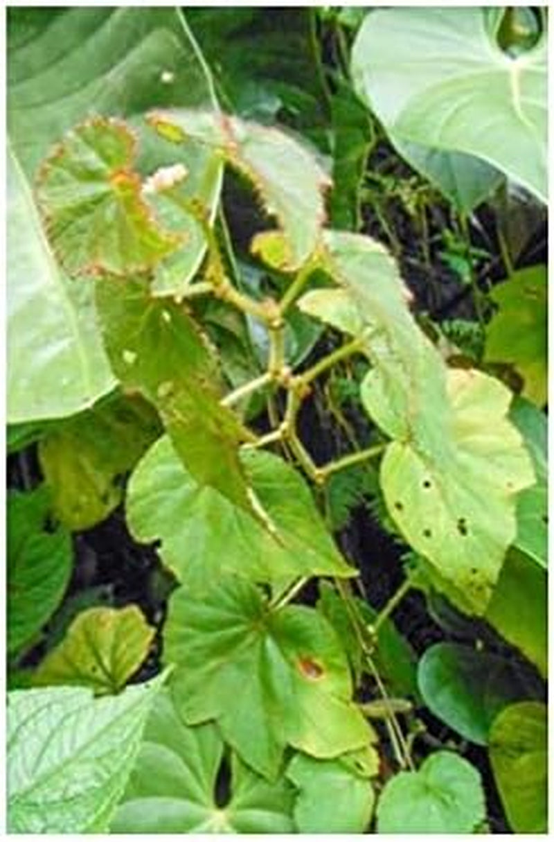 Stk - 10X Begonia Ignea Ziersträucher Garten Pflanzen - Samen ID340 -
