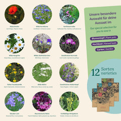 Magic Garden Seeds - Blumenwiese Samen Box Mit 12 Wildblumen - Insektenfreundliche & Pflegeleichte Blumen Für Bienen, Schmetterlinge, Garten & Balkon