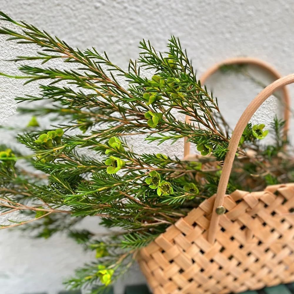 Chamelaucium Uncinatum - Zimmerpflanze Immergrüne Winterharte Gartenblumen Ausgefallene Geschenke Schattenpflanzen Zimmer Balkonpflanzen Frühlingsblumen Garten Baumsamen Bonsai 200Samen