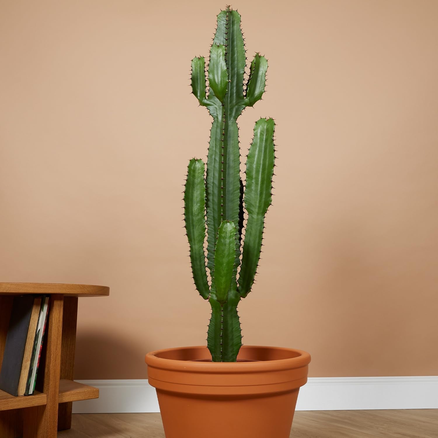 Bloomique - Euphorbia Acrurensis - Cowboy Kaktus - Sukkulenten - Zimmerpflanzen - Sehr Pflegeleicht - Höhe 80-100 Cm - Topf 24 Cm