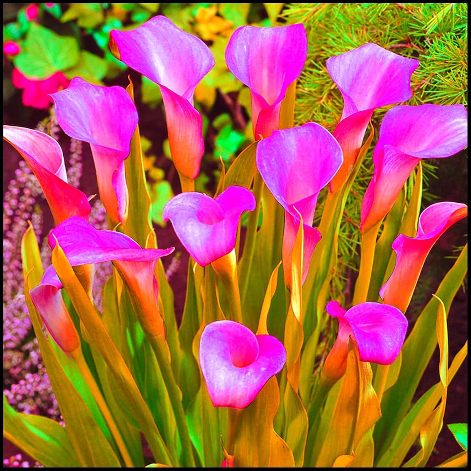 Mélange de bulbes de fleurs, ampoule magique mystère, plantation rustique, bulbe de fleurs vivaces résistant à l’hiver, bulbes rustiques - 3 bulbes d’orchidées