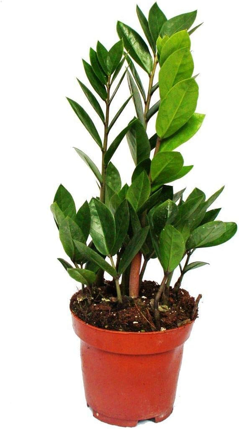 Exotenherz Zimmerpflanzen-Mix II 3Er Set, 1X Dieffenbachia, 1X Chamaedorea (Bergpalme) 1X Dracena Marginata (Drachenbaum), 10-12Cm Topf