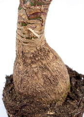 Bloomique - Beaucarnea Recurvata - Elefantenfuß - Zimmerpflanzen - Luftreinigend - Tierfreundlich - Pflegeleicht - 70-90 Cm Hoch - Topf 24 Cm