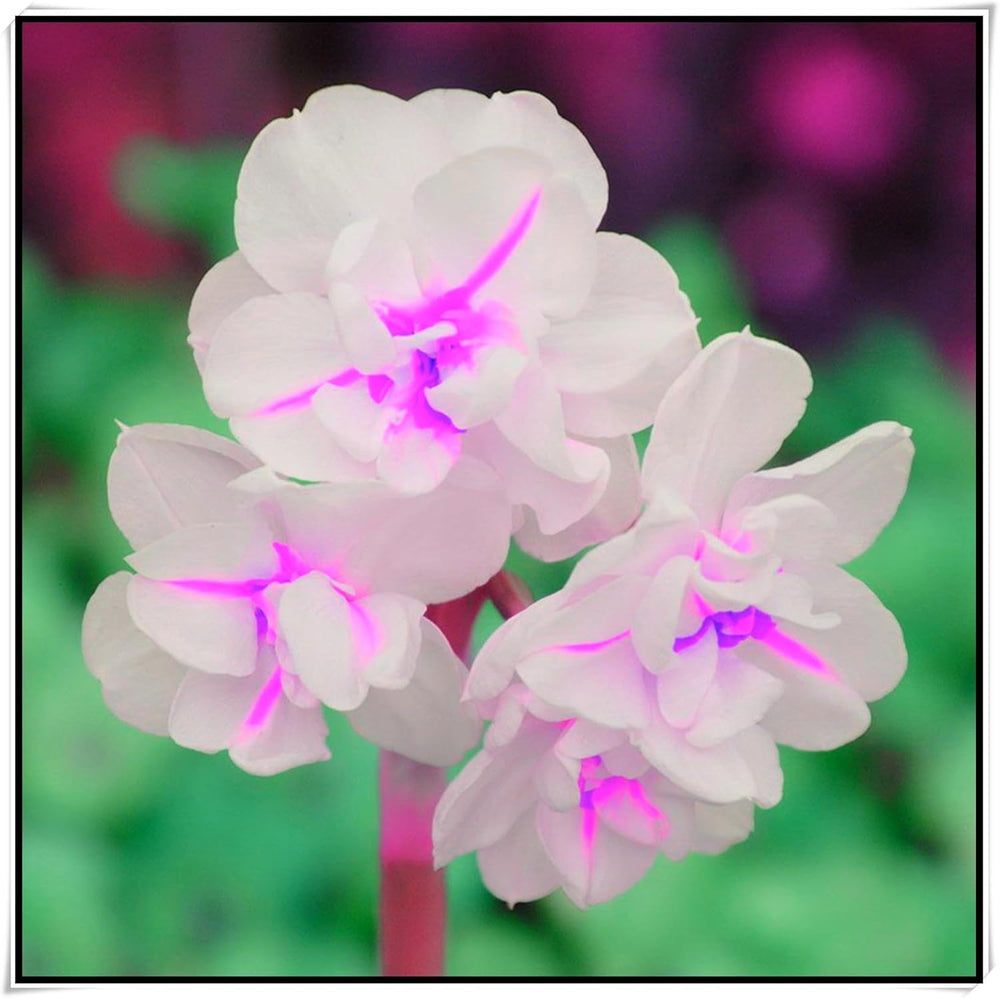 Mélange de bulbes de fleurs, ampoule magique mystère, plantation rustique, bulbe de fleurs vivaces résistant à l’hiver, bulbes rustiques - 3 bulbes d’orchidées