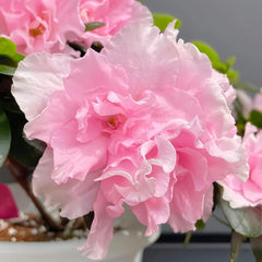 Rhododendronsamen, Azalee Winterhart Stauden Mehrjährig, Outdoor 100Pcs