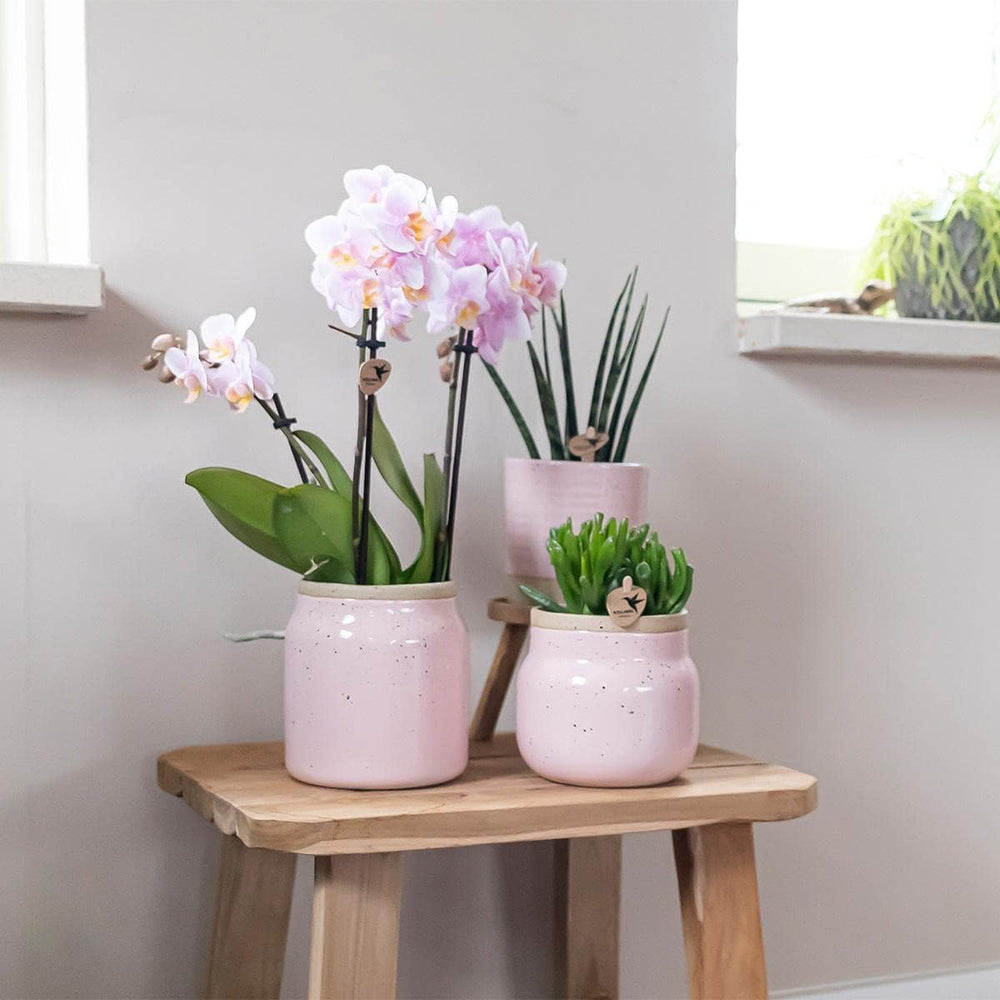 Kolibri Orchids - Überraschungsbox Mix - Pflanzen Vorteilsbox - Überraschungsbox Mit 4 Verschiedenen Orchideen - Frisch Vom Züchter