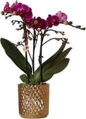 Kolibri Orchids | Lila Phalaenopsis-Orchidee - Morelia + Diamant-Dekotopf Gold - Topfgröße Ø9Cm - 35Cm Hoch | Blühende Zimmerpflanze - Frisch Vom Züchter