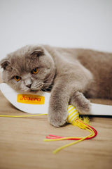 JosiCat Poulet en Sauce (12 x 415 g) | Adulte | Nourriture humide premium pour chats adultes | Poulet en sauce | Vitamine D3 et E | Propulsé par JOSERA | Nourriture humide pour chats | Aliment complet | Paquet de 12