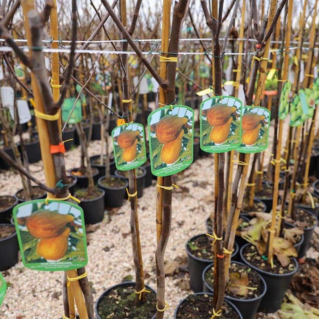 Feigenbaum Verdone – Obstpflanze Alte Sorte Topf Ø 20 Cm Höhe 150-170 Cm – Alter: 2 Jahre - Italienische Baumschule