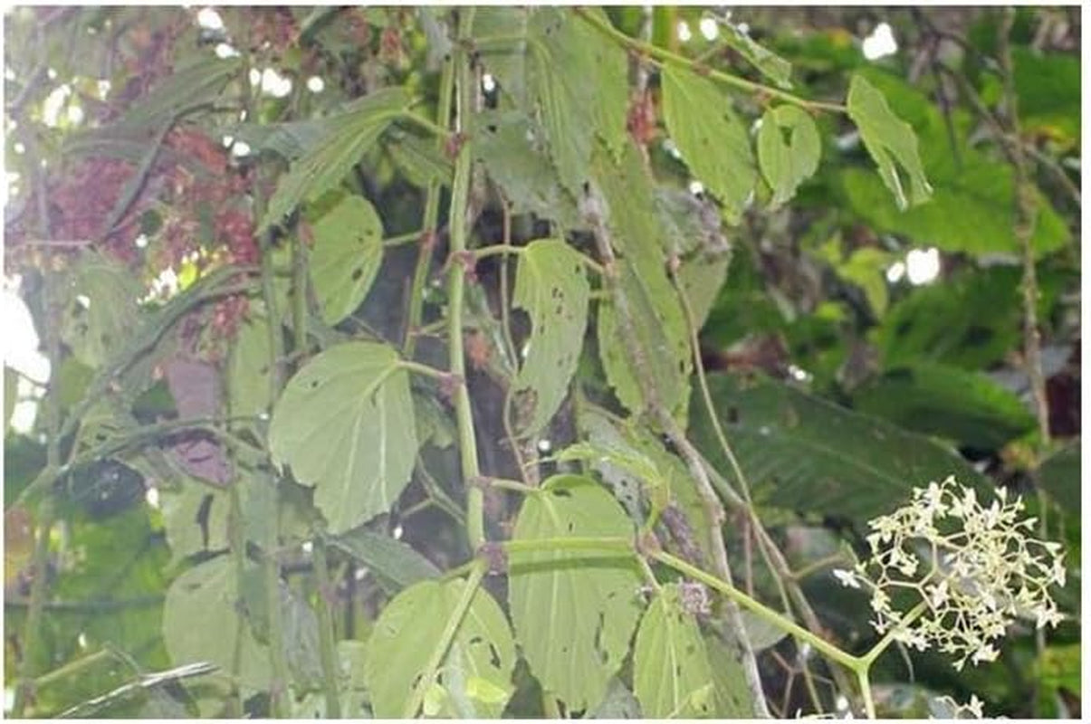 Stk - 10X Begonia Glabra Ziersträucher Garten Pflanzen - Samen ID330 -