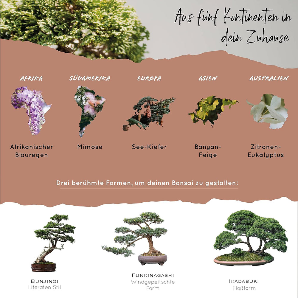 10 graines de bonsaï des 5 continents | Graines d'arbres exotiques pour votre bonsaï unique | Kit de démarrage et passionnés de plantes | Notre coffret bonsaï comme idée cadeau spéciale