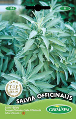 Salbei SALVIA OFFICINALIS, Mehrfarbig, EC1114