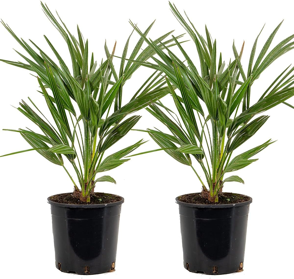 Bloomique - 2Er Set - Chamaerops Humilis - Europäische Zwergpalme - Palmen Winterhart Draußen - Höhe 50-60 Cm - Topf 15 Cm