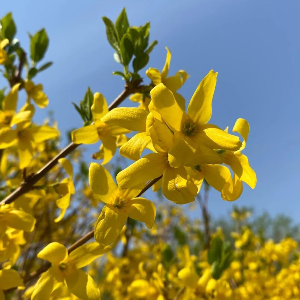 Forsythie Strauch, Schnell Wachsende Sträucher Forsythia Suspensa, Bio Kräutergarten Geschenk Stauden Winterhart Mehrjährig Kräutersamen 20Samen