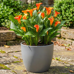 Calla Bulbs Hardy Vivace – Zantedeschia Orange Passion (Orange) – 5 grands bulbes de fleurs – Véritables plantes hollandaises – Pour jardin et pots (pas de graines, non artificielles)