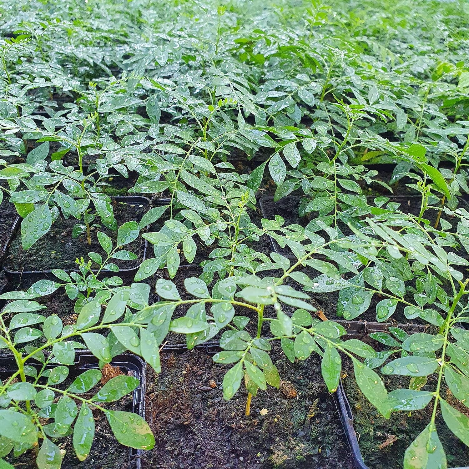 1 Baum au Curryblatt | Murraya Koenigii | Aus Samen gezogen | Selten dans l'UE | Cuisine indienne et sri lankaise | 10-15 cm de haut en 7 cm de haut | Plantes de curry | Bergera Koenigii