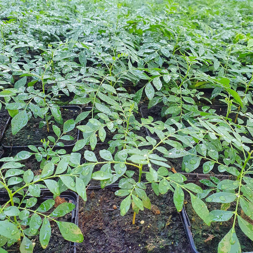 1 Baum au Curryblatt | Murraya Koenigii | Aus Samen gezogen | Selten dans l'UE | Cuisine indienne et sri lankaise | 10-15 cm de haut en 7 cm de haut | Plantes de curry | Bergera Koenigii