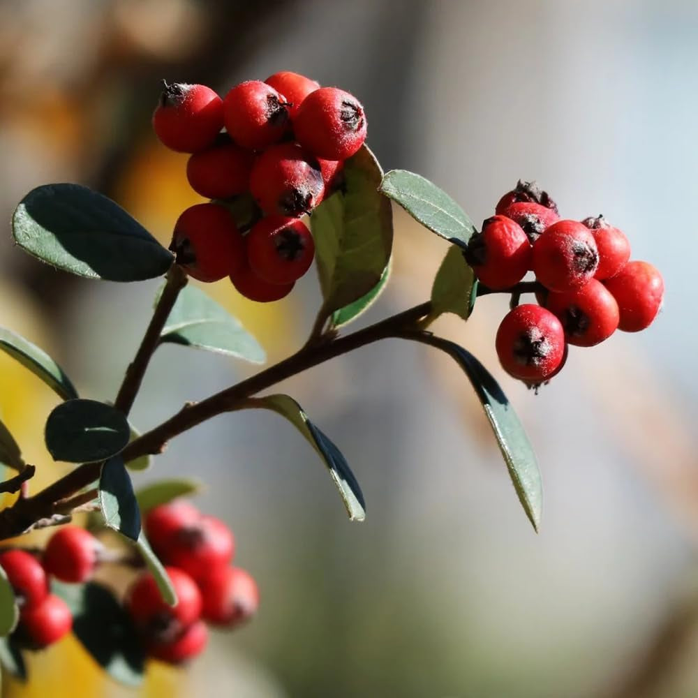 Teppichmispel, Blumensamen Bodendecker Cotoneaster Dammeri, Herbstblumen Winterhart Blühende Sträucher Winterhart Immergrün Geschenke Für Gärtner Zwergmispel 300Samen