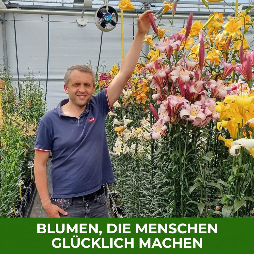 Lilien Zwiebeln Winterhart Mehrjährig - Orientalische Kollektion - 15 Stück - Mehrjährige Blumenzwiebeln aus Holland - Für Garten und Topf (große Knollen, kein Samen, nicht künstlich)