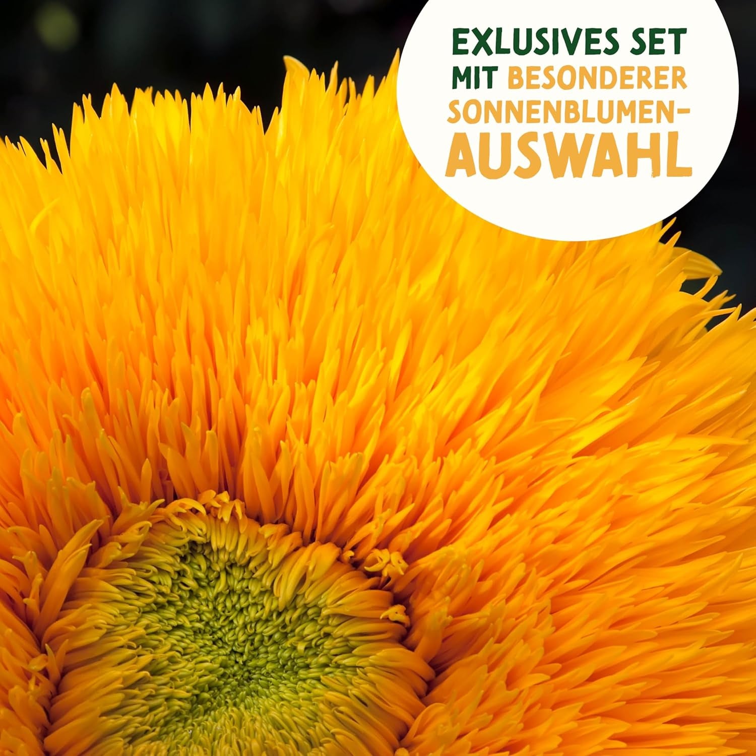 Kit de graines de tournesol - 8 variétés de graines de tournesol - Graines de tournesol dans un kit de plantation pratique - Graines de fleurs d'été, mélange de fleurs sauvages - Graines de fleurs à planter