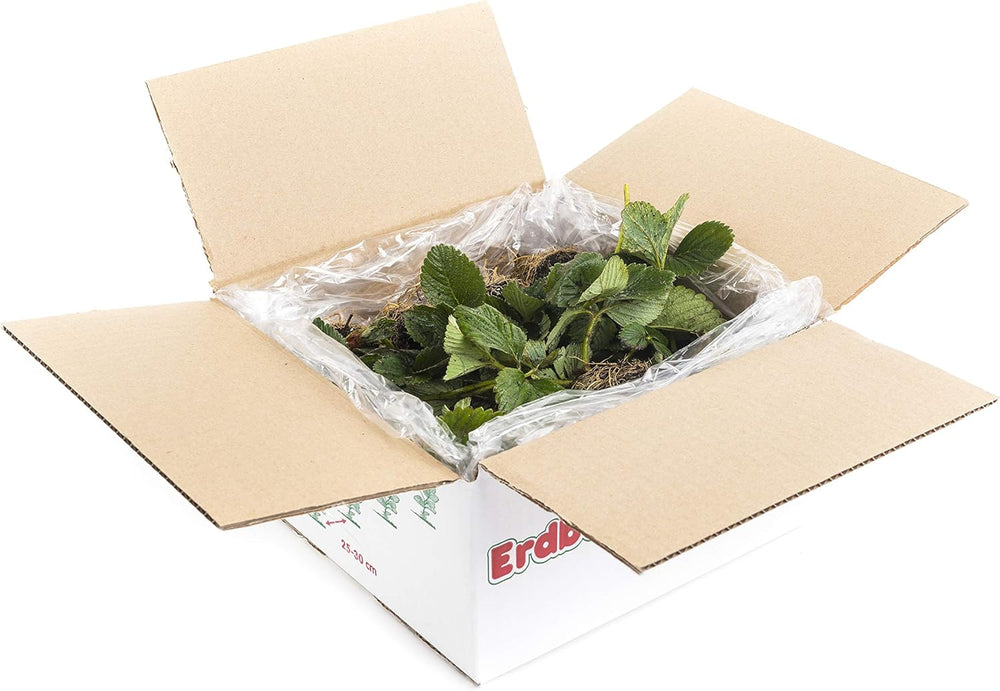 Bio Erdbeerpflanzen Anbau-Set: 40 Gemischte Biologische Erdbeerpflanzen Inkl. Bio Dünger - Sorten: Rumba, Verdi, Malwina, Ostara, Frigo- Erdbeeren Von Erdbeerprofi.De