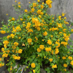Kerria Japonica, Gartendeko Für Draußen Ranunkelstrauch, Schnittblumen Geschenke Für Gärtner Steingartenpflanzen Winterhart Hecken 200Samen