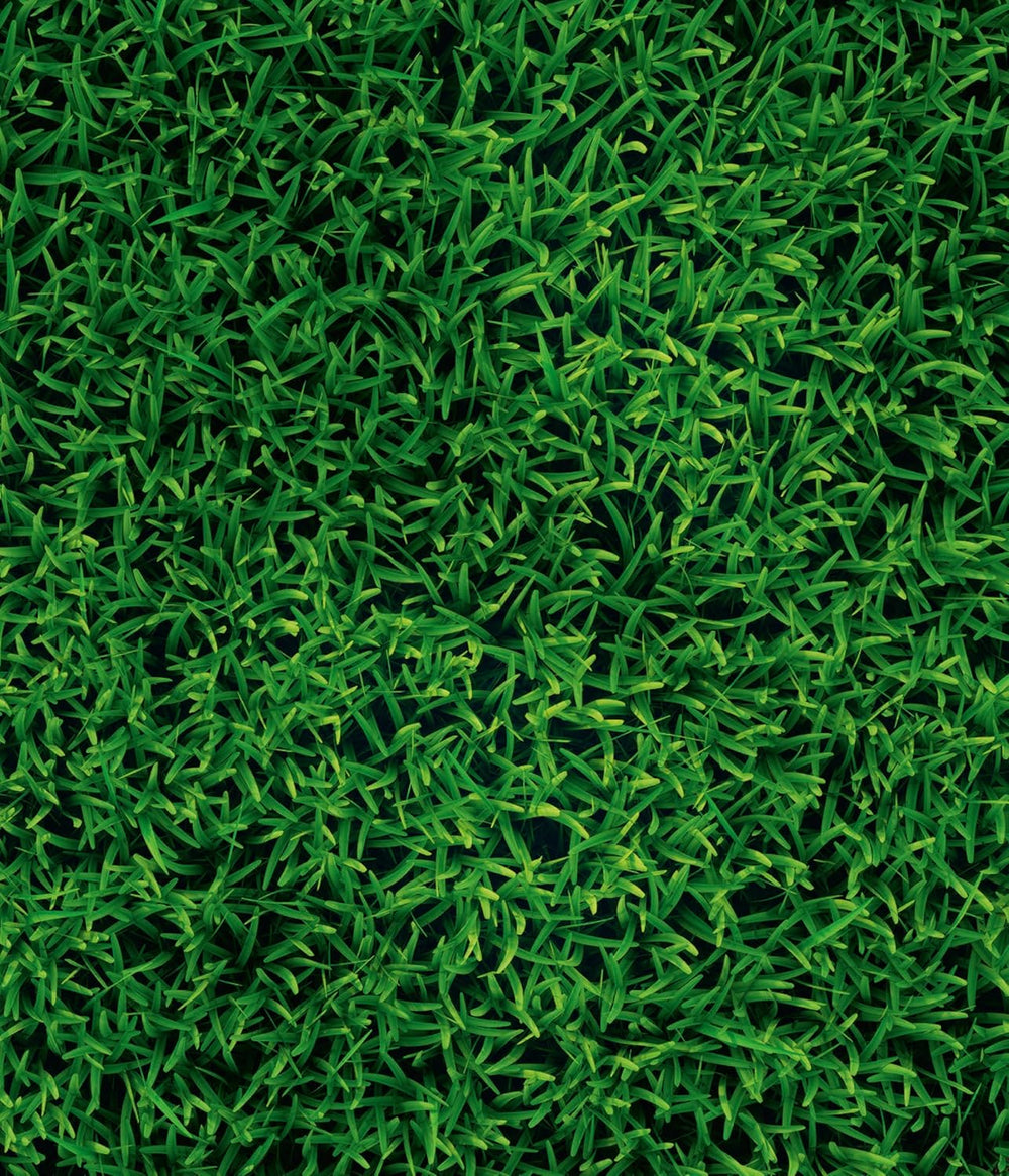 Dehner Bio Saatgut Rasen-Nachsaat, Hochwertige Saatgutmischung, Raschwüchsig / Schnellkeimend, 500 G, Für Ca. 25 M², Natur
