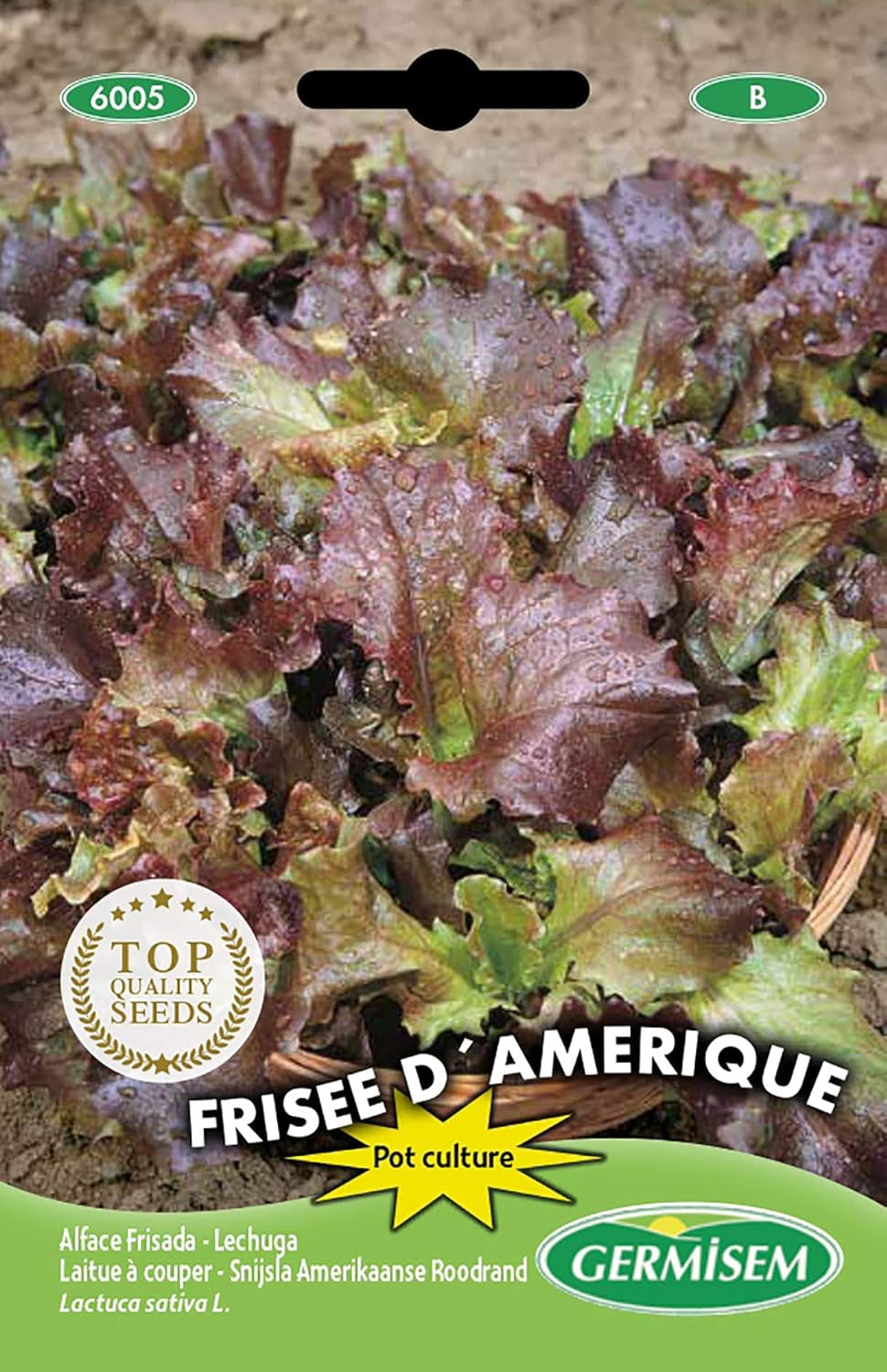 Schnittsalat FRISEE D´AMERIQUE, Mehrfarbig, EC6005
