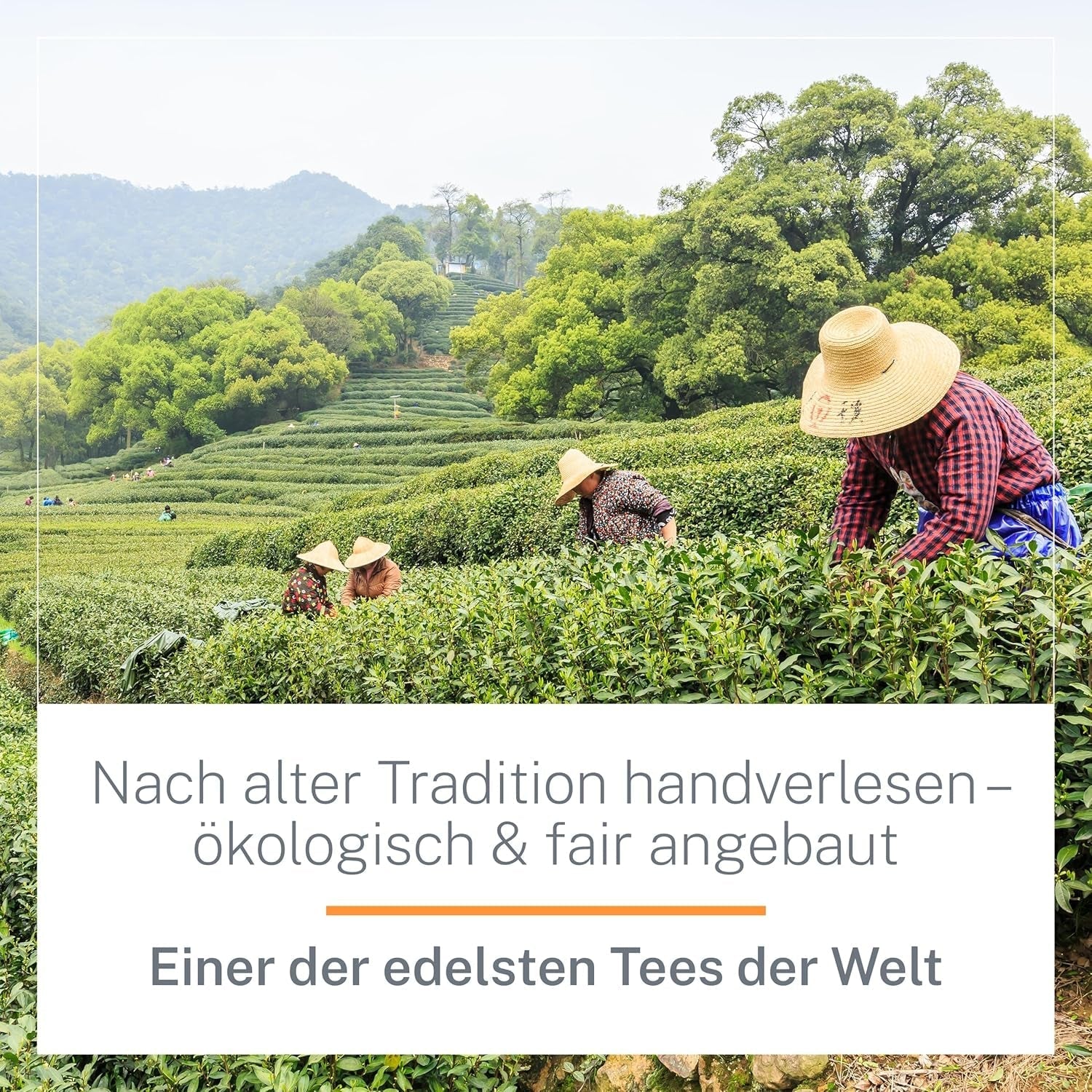 Ceai Oolong Ti Guan Yin Bio 100 g - Ceai Oolong de înaltă calitate, din China, de calitate bio - Wu Long (grad ceremonial) - Pentru iubitorii și cunoscătorii de ceai - Mycupoftea