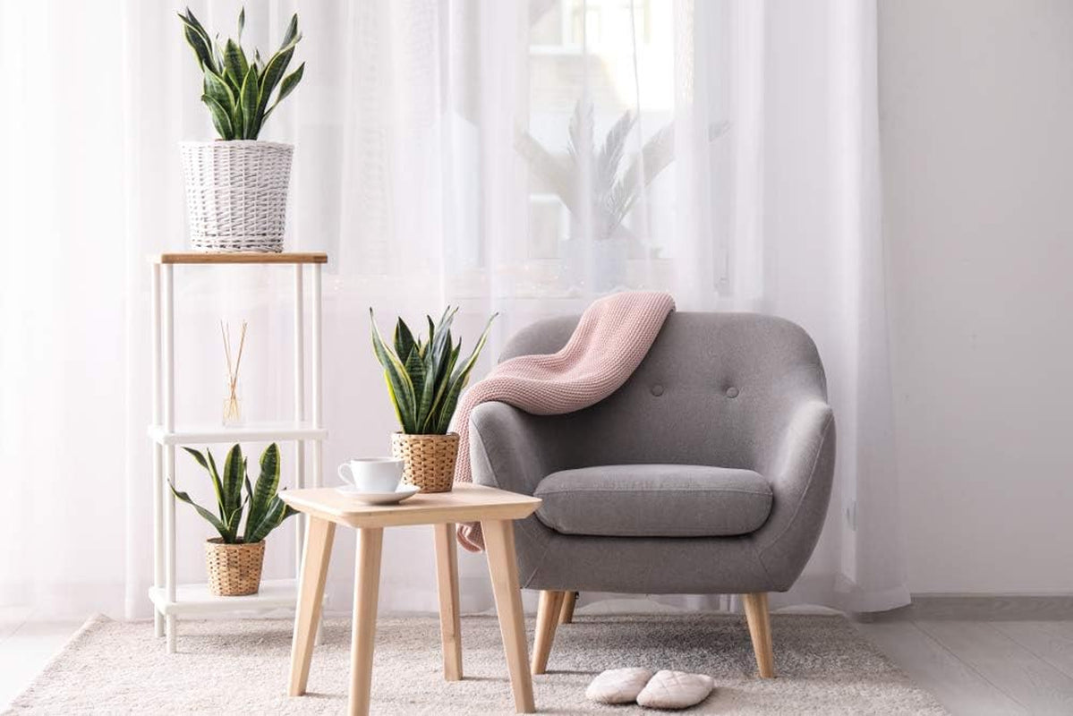 Bloomique - Sansevieria Superba - Bogenhanf - Sukkulenten - Zimmerpflanzen - Sehr Pflegeleicht - Höhe 20-30 Cm - Topf 9 Cm
