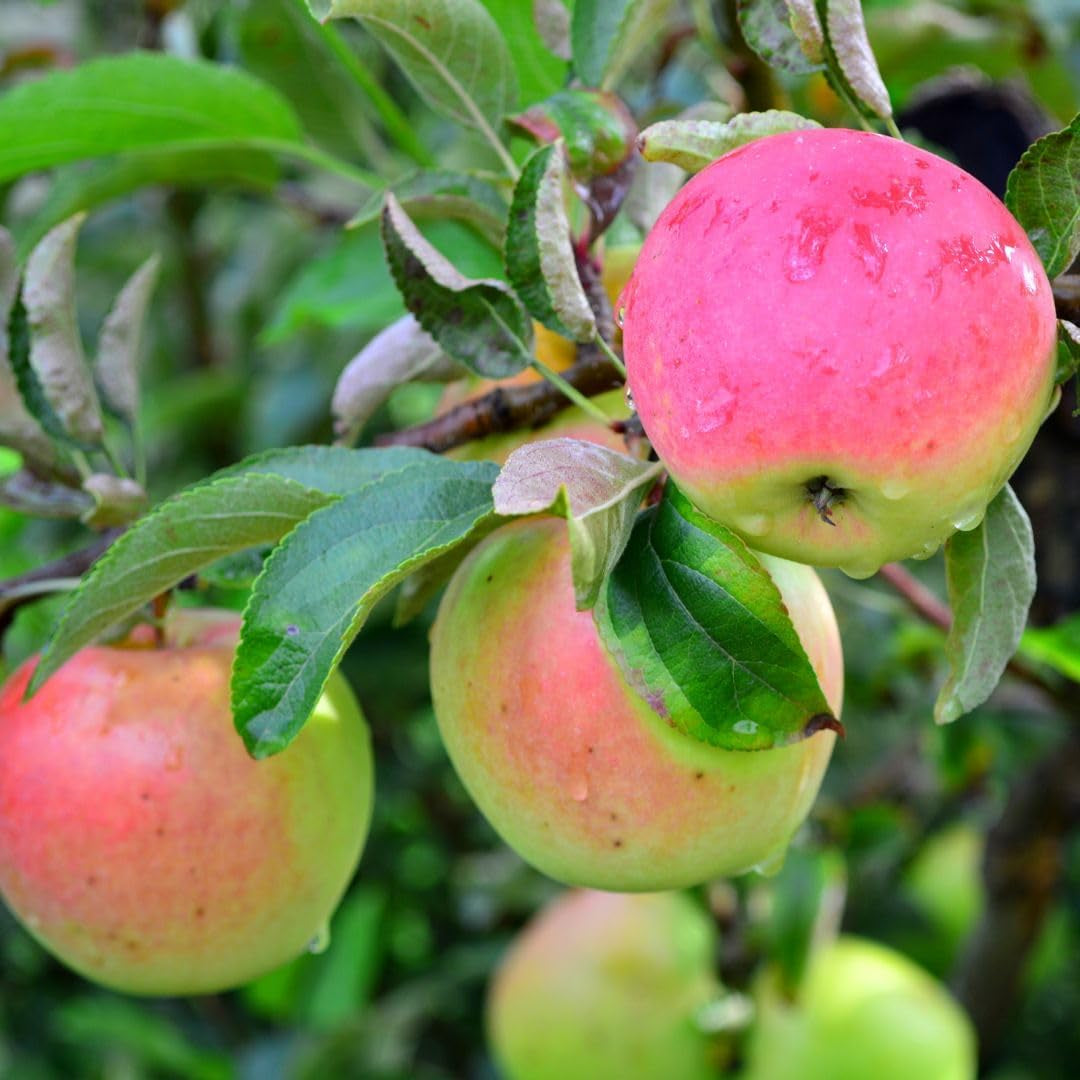 Apfelbaum Rosafarbener Apfel – Antike Sorte, Topf Ø 20 Cm, Höhe 150–170 Cm, Alter: 2 Jahre – Italienische Baumschule