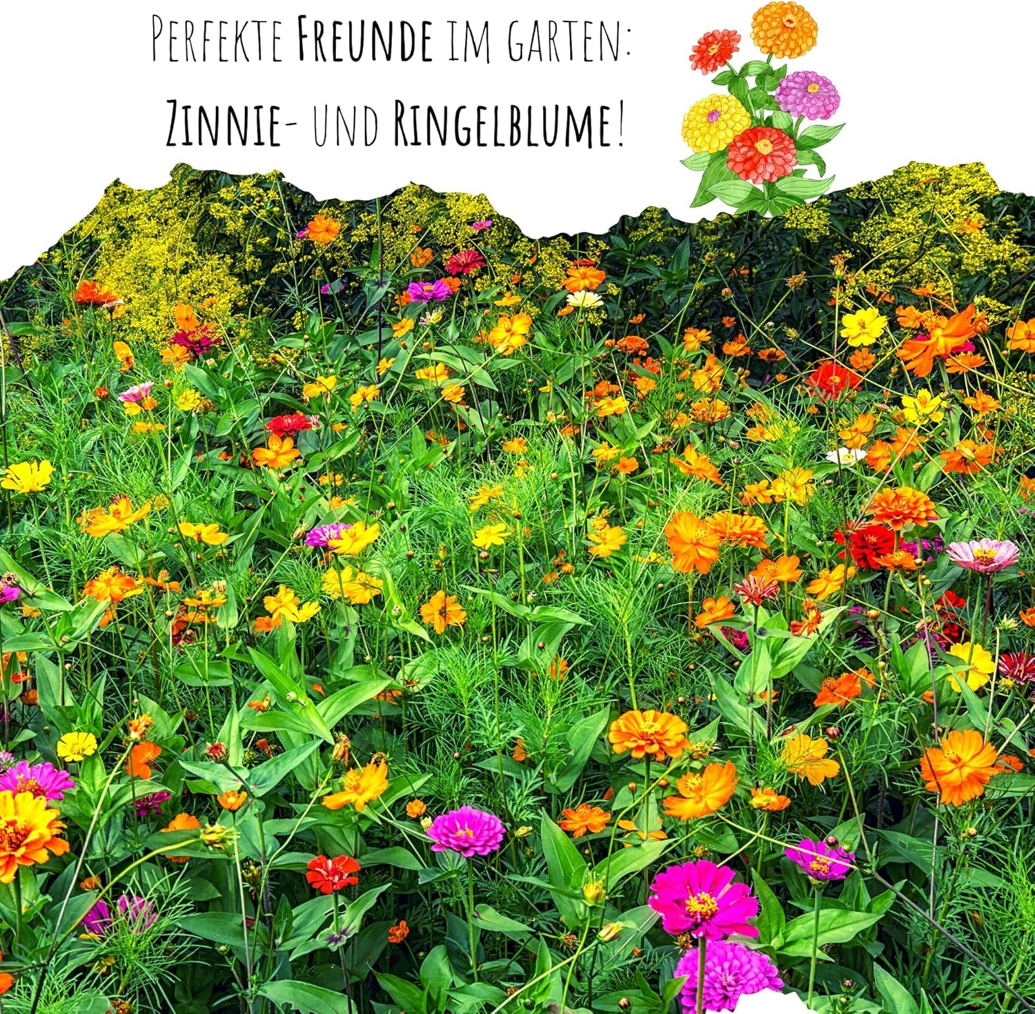Mélange de graines de Zinnia (Zinnia) - Fleurs d'été colorées pour le parterre de jardin, le balcon, la terrasse et comme fleurs coupées dans des vases