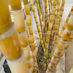 Zuckerrohr Deko Zuckerrohrsamen Topfpflanzen Draußen Winterhart Für Sonnige Plätze Hochbeet Deko Wohnzimmer 300Pcs