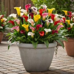 Calla Lilien Zwiebeln Winterhart Mehrjährig - Zantedeschia - 10 große Blumenzwiebeln, 5 Sorten Mix - Echte Pflanzen aus Holland - für Garten und Topf (große Knollen, kein Samen und nicht künstlich)