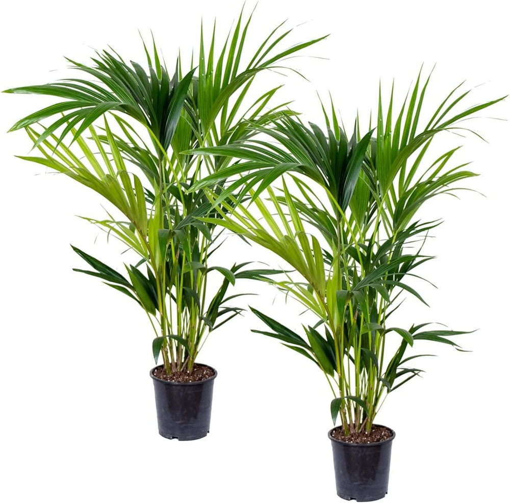 Bloomique - Howea Forsteriana - Kentia Palme - Zimmerpflanzen - Pflegeleicht - Haustierfreundlich - Höhe 90-100 Cm - Mit Rotan Korb 19 Cm