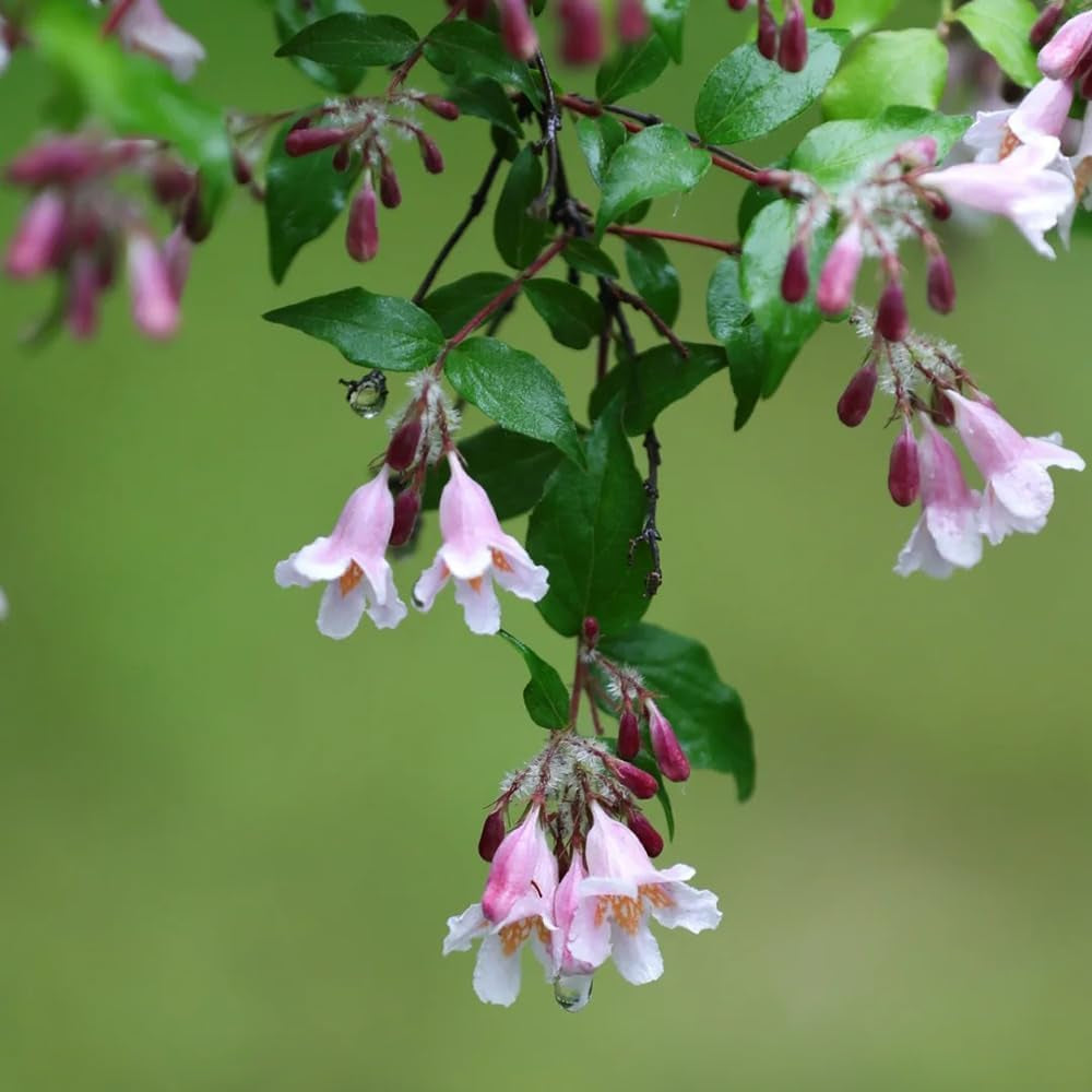 Perlmuttstrauch - Mehrjährig Winterhart Stauden Dekoration Wohnzimmer Steingarten 200Samen