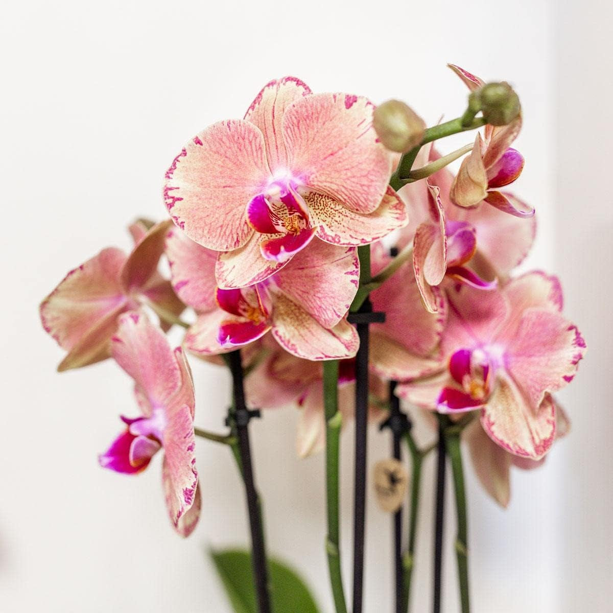 Kolibri Orchids | Orange Rosa Phalaenopsis Orchidee - Jewel Pirate Picotee - Topfgröße Ø12Cm Blühende Zimmerpflanze - Frisch Vom Züchter