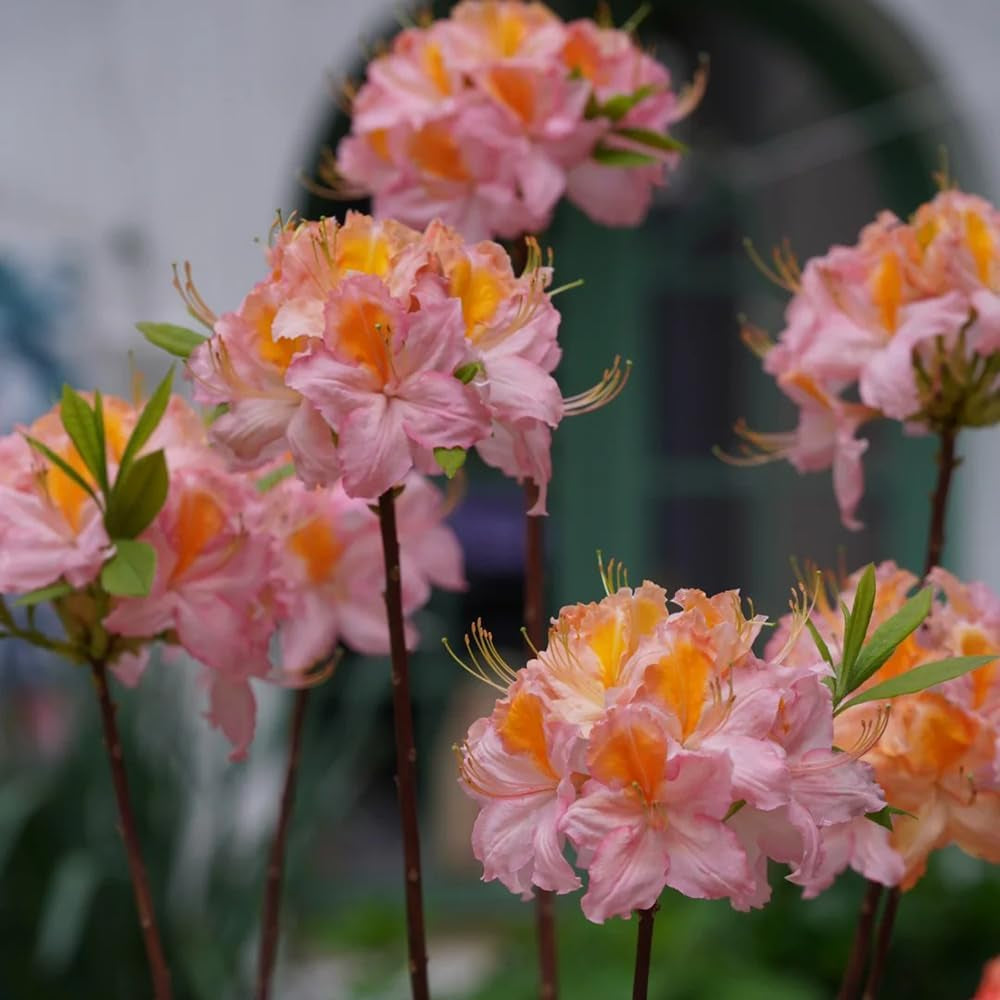 Rhododendron, Wild, Balkon Azalee Winterhart, Balkon, Bodendecker Mehrjährig, Exotische 250Samen