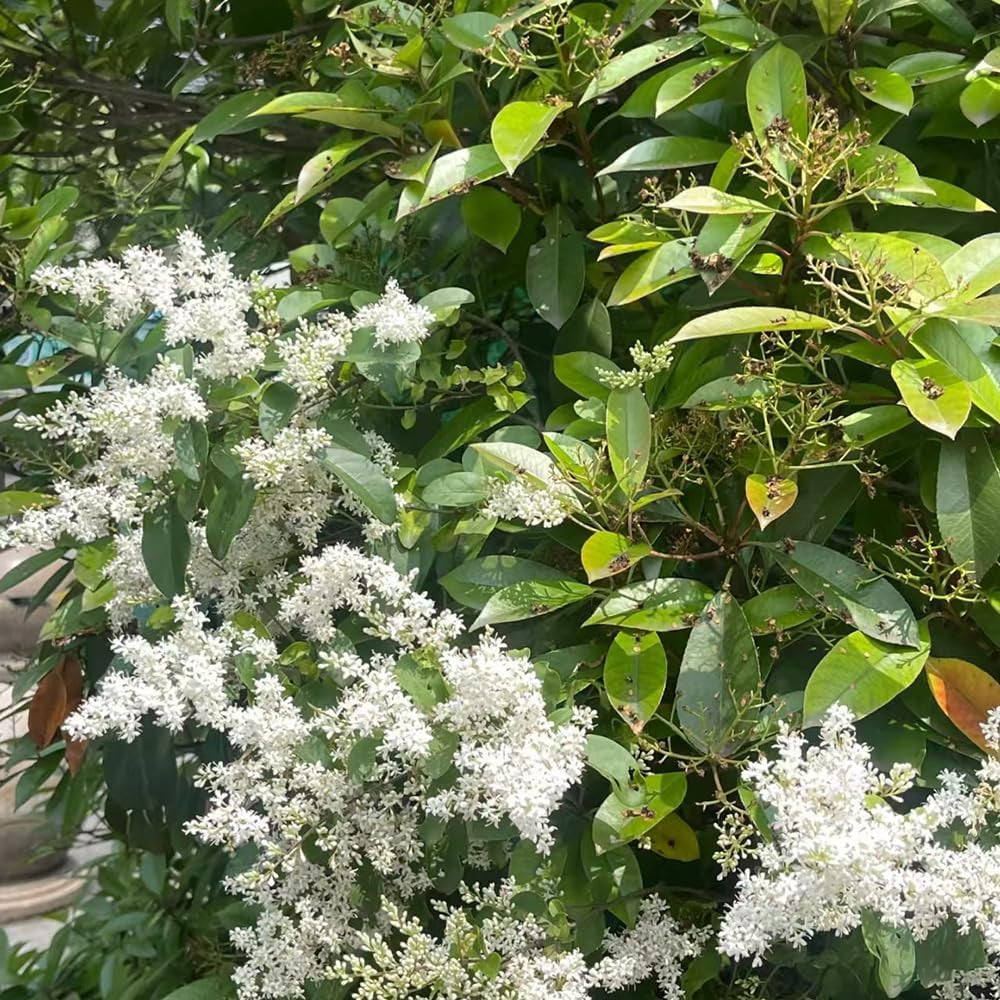 Liguster, Ligustersamen Seltene Gartendeko Für Draußen Liguster Schnell Wachsende Sträucher Winterharte Garten Deko Gartenpflanzen Winterhart Mehrjährig Pflanzensamen Bodendecker 60Samen