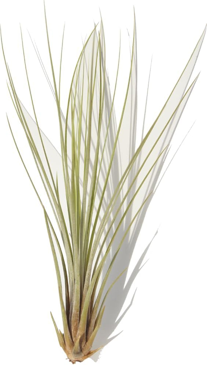 Tillandsia Kolbii S Ca. 4 Cm Groß, Tillandsie, Bromeliengewächs